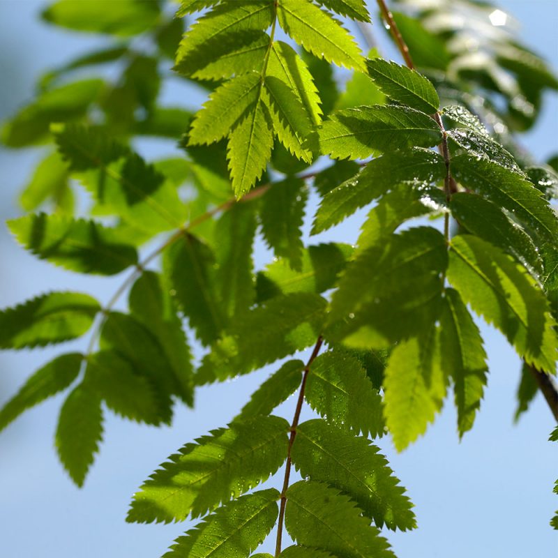 Hasselfors Magnedol kornad kalk, 48st, Helpall - Fraktfritt