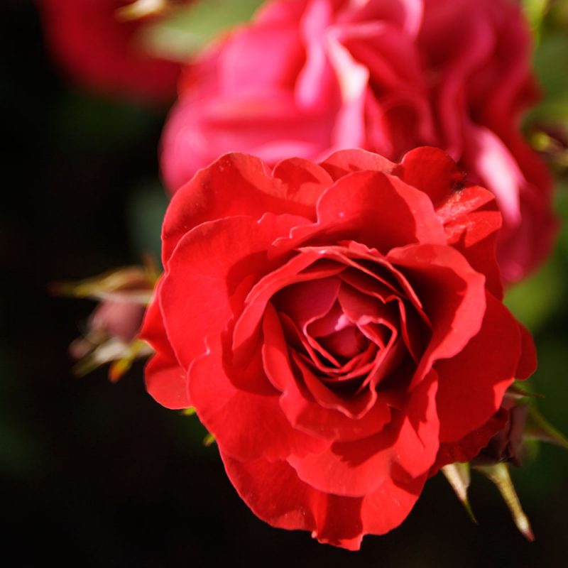 Hasselfors Ros & Perennjord 15 liter, 51st, Halvpall - Fraktfritt